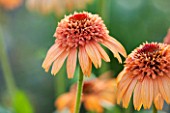 CLOSE UP PLANT PORTRAIT OF THE ORANGE FLOWER OF ECHINACEA SUPREME CANTALOUPE . FLOWERS, FLOWERING, SEPTEMBER, PERENNIAL, CONEFLOWER