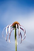CLOSE UP PLANT PORTRAIT OF THE PALE PINK FLOWER OF ECHINACEA PALLIDA HULER DANCER. FLOWERS, FLOWERING, SEPTEMBER, PERENNIAL, CONEFLOWER