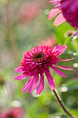 CLOSE UP PLANT PORTRAIT OF THE PINK FLOWER OF ECHINACEA GUAVA ICE. FLOWERS, FLOWERING, SEPTEMBER, PERENNIAL, CONEFLOWER