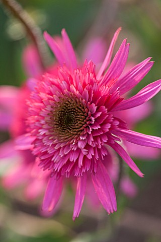 CLOSE_UP_PLANT_PORTRAIT_OF_THE_PINK_FLOWER_OF_ECHINACEA_GUAVA_ICE_FLOWERS_FLOWERING_SEPTEMBER_PERENN