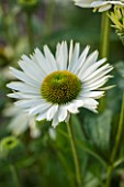 CLOSE UP PLANT PORTRAIT OF THE WHITE FLOWER OF ECHINACEA PURPUREA VIRGIN. FLOWERS, FLOWERING, SEPTEMBER, PERENNIAL, CONEFLOWER
