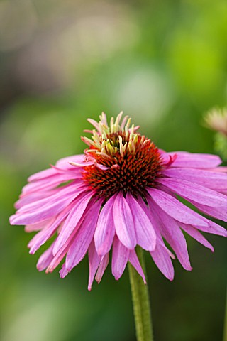 CLOSE_UP_PLANT_PORTRAIT_OF_THE_PINK_FLOWER_OF_ECHINACEA_PURPUREA_PINK_POODLE_FLOWERS_FLOWERING_SEPTE