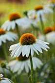 CLOSE UP PLANT PORTRAIT OF THE WHITE FLOWER OF ECHINACEA PURPUREA ( POWWOW WHITE ) = PAS709018 ( POWWOW SERIES ). FLOWERS, FLOWERING, SEPTEMBER, PERENNIAL, CONEFLOWER