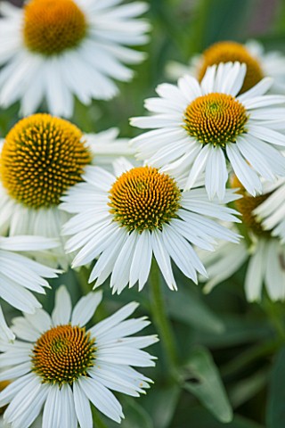 CLOSE_UP_PLANT_PORTRAIT_OF_THE_WHITE_FLOWER_OF_ECHINACEA_WHITE_MEDITATION_FLOWERS_FLOWERING_SEPTEMBE