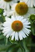 CLOSE UP PLANT PORTRAIT OF THE WHITE FLOWER OF ECHINACEA WHITE MEDITATION. FLOWERS, FLOWERING, SEPTEMBER, PERENNIAL, CONEFLOWER