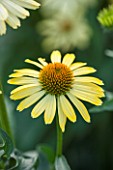CLOSE UP PLANT PORTRAIT OF THE YELLOW FLOWER OF ECHINACEA CLEOPATRA. FLOWERS, FLOWERING, SEPTEMBER, PERENNIAL, CONEFLOWER