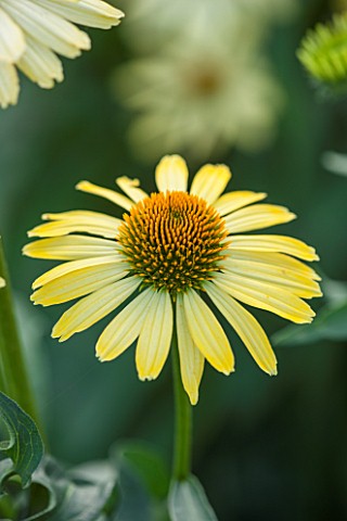 CLOSE_UP_PLANT_PORTRAIT_OF_THE_YELLOW_FLOWER_OF_ECHINACEA_CLEOPATRA_FLOWERS_FLOWERING_SEPTEMBER_PERE