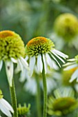 CLOSE UP PLANT PORTRAIT OF THE WHITE AND GREEN FLOWER OF ECHINACEA PURPUREA COCONUT LIME. FLOWERS, FLOWERING, SEPTEMBER, PERENNIAL, CONEFLOWER