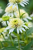 CLOSE UP PLANT PORTRAIT OF THE WHITE AND GREEN FLOWER OF ECHINACEA PURPUREA MERINGUE. FLOWERS, FLOWERING, SEPTEMBER, PERENNIAL, CONEFLOWER