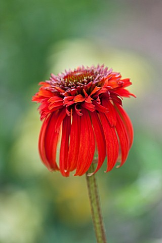 CLOSE_UP_PLANT_PORTRAIT_OF_THE_RED_FLOWER_OF_ECHINACEA_HOT_PAPAYA_FLOWERS_FLOWERING_SEPTEMBER_PERENN