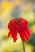 CLOSE UP PLANT PORTRAIT OF THE RED FLOWER OF ECHINACEA HOT PAPAYA. FLOWERS, FLOWERING, SEPTEMBER, PERENNIAL, CONEFLOWER