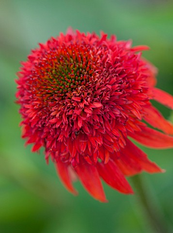 CLOSE_UP_PLANT_PORTRAIT_OF_THE_RED_FLOWER_OF_ECHINACEA_METEOR_RED__METEOR_SERIES___PETAL_PETALS_SEPT