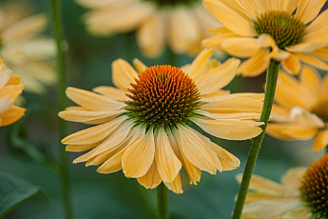 CLOSE_UP_PLANT_PORTRAIT_OF_THE_YELLOW_FLOWER_OF_ECHINACEA_ALOHA__PETAL_PETALS_SEPTEMBER_CONEFLOWER_F