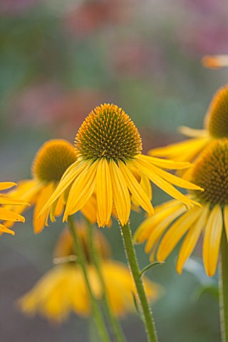 CLOSE_UP_PLANT_PORTRAIT_OF_THE_YELLOW_FLOWER_OF_ECHINACEA_NOW_CHEESIER__PETAL_PETALS_SEPTEMBER_CONEF