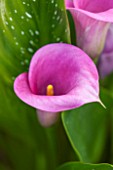CLOSE UP PLANT PORTRAIT OF PINK FLOWER OF ZANTEDESCHIA CAPTAIN VIOLETTA ( CAPTAIN SERIES ) - FLOWERING, FLOWERS, CALLA LILY, ARUM, TUBEROUS, PERENNIAL