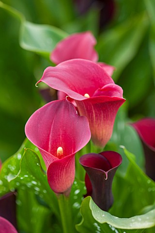 CLOSE_UP_PLANT_PORTRAIT_OF_PINK__RED__FLOWER_OF_ZANTEDESCHIA_HAWK_EYE__FLOWERING_FLOWERS_CALLA_LILY_