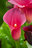 CLOSE UP PLANT PORTRAIT OF PINK / RED  FLOWER OF ZANTEDESCHIA HAWK EYE - FLOWERING, FLOWERS, CALLA LILY, ARUM, TUBEROUS, PERENNIAL