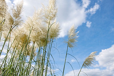 RHS_GARDEN_WISLEY_SURREY_GRASSES_MOVING_IN_THE_WIND__SLOW_EXPOSURE_SKY_MOVEMENT_TALL_SPIKES_SPIKEY_B