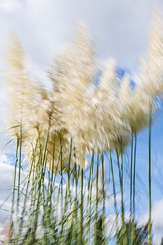 RHS_GARDEN_WISLEY_SURREY_GRASSES_MOVING_IN_THE_WIND__SLOW_EXPOSURE_SKY_MOVEMENT_TALL_SPIKES_SPIKEY_B
