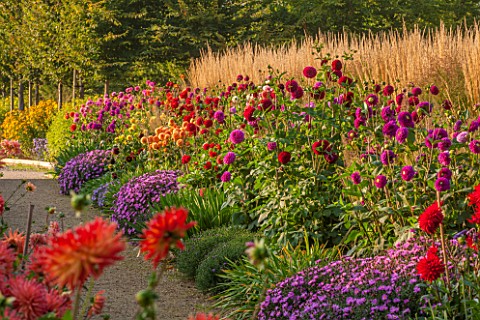 ASTON_POTTERY_OXFORDSHIRE_PATH_WITH_DAHLIA_BORDERS_ASTER_NOVIBELGII_LADY_IN_BLUE__ASTER_X_FRIKARTII_