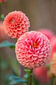 ASTON POTTERY, OXFORDSHIRE: CLOSE UP PLANT PORTRAIT OF THE ORANGE FLOWER OF DAHLIA BARBERRY BALL. SUMMER, PERENNIALS, FLOWERING, PALE, PASTEL, PINK, POMPOMS