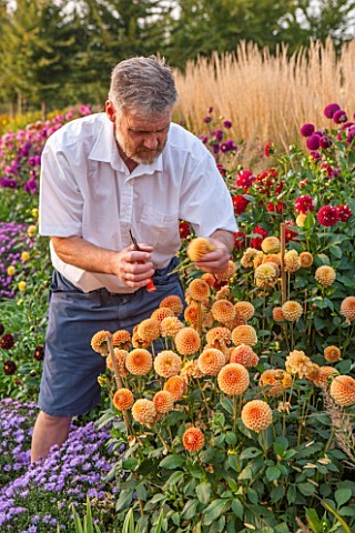 ASTON_POTTERY_OXFORDSHIRE_OWNER_STEPHEN_BAUGHAN_CUTTING_DAHLIA_FLOWERS_IN_HIS_GARDEN