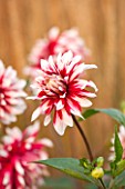 ASTON POTTERY, OXFORDSHIRE: CLOSE UP PLANT PORTRAIT OF THE PINK, WHITE FLOWER OF DAHLIA BRYCE B MORRISON. SUMMER, PERENNIALS, FLOWERING