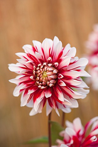 ASTON_POTTERY_OXFORDSHIRE_CLOSE_UP_PLANT_PORTRAIT_OF_THE_PINK_WHITE_FLOWER_OF_DAHLIA_BRYCE_B_MORRISO