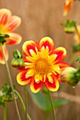 ASTON POTTERY, OXFORDSHIRE: CLOSE UP PLANT PORTRAIT OF THE YELLOW, ORANGE FLOWER OF DAHLIA POOH. SUMMER, PERENNIALS, FLOWERING, BICOLOURED