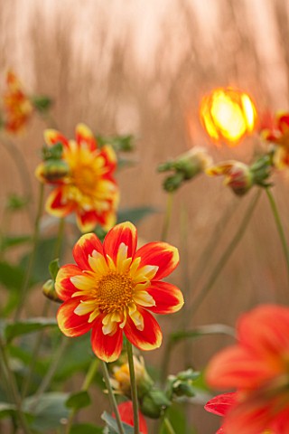 ASTON_POTTERY_OXFORDSHIRE_CLOSE_UP_PLANT_PORTRAIT_OF_THE_YELLOW_ORANGE_FLOWER_OF_DAHLIA_POOH_SUMMER_