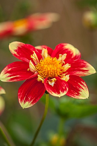 ASTON_POTTERY_OXFORDSHIRE_CLOSE_UP_PLANT_PORTRAIT_OF_THE_RED_YELLOW_FLOWER_OF_DAHLIA_DANUM_TORCH_SUM