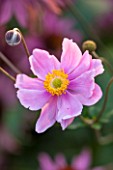 ASTON POTTERY, OXFORDSHIRE: CLOSE UP PLANT PORTRAIT OF THE PINK FLOWER OF JAPANESE ANEMONE X HYBRIDA KOENIGEN CHARLOTTE. QUEEN, SUMMER, PERENNIALS, FLOWERING, KONIGIN, WINDFLOWERS