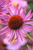 ASTON POTTERY, OXFORDSHIRE: CLOSE UP PLANT PORTRAIT OF THE PINK FLOWER OF ECHINACEA PURPUREA. SUMMER, PERENNIALS, FLOWERING, CONEFLOWERS