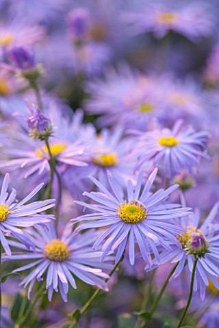 ASTON_POTTERY_OXFORDSHIRE_CLOSE_UP_PLANT_PORTRAIT_OF_THE_BLUE_FLOWERS_OF_MICHAELMAS_DAISY__ASTER_X_F