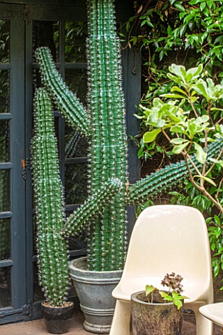 ABIGAIL_AHERN_HOUSE_LONDON_TOWN_GARDEN_CORNER_BY_CABIN_TYPE_SHED_WITH_FAUX_CACTUS_IN_CONTAINERS_FAKE