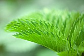 HENRIETTA COURTAULDS HOUSE, NOTTING HILL, LONDON: THE LAND GARDENERS - CLOSE UP PLANT PORTRAIT OF THE GREEN LEAF OF MELIANTHUS MAJOR, SERRATED, ARCHITECTURAL, FOLIAGE