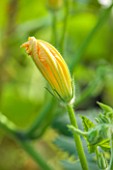 HENRIETTA COURTAULDS HOUSE, NOTTING HILL, LONDON: THE LAND GARDENERS - CLOSE UP PLANT PORTRAIT OF THE YELLOW FLOWER OF CLIMBING COURGETTE TROMBA DALBENGA. VEGETABLE, KITCHEN