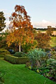 PETTIFERS, OXFORDSHIRE: LOWER PARTERRE - THE LOWER PARTERRE IN AUTUMN - CLIPPED TOPIARY HEDGING, BETULA ERMANII, SKY, SEPTEMBER, ENGLISH, COUNTRY, CLASSIC, FORMAL