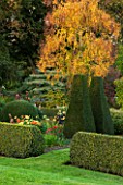PETTIFERS, OXFORDSHIRE: LOWER PARTERRE - CLIPPED TOPIARY HEDGING - YEW, BETULA ERMANII, AUTUMN, SEPTEMBER, GREEN, ENGLISH, COUNTRY, CLASSIC, FORMAL