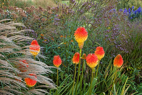 PETTIFERS_OXFORDSHIRE_THE_AUTUMN_BORDER__PLANT_COMBINATION__ASSOCIATION_OF_KNIPHOFIA_ROOPERI_AND_MIS