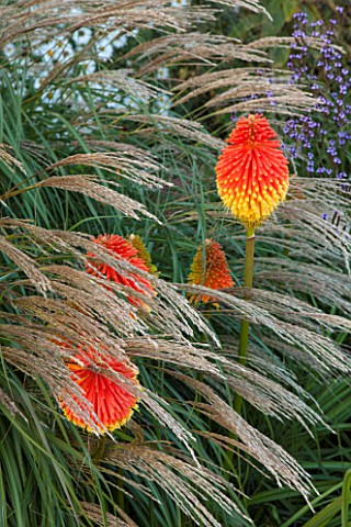 PETTIFERS_OXFORDSHIRE_THE_AUTUMN_BORDER__PLANT_COMBINATION__ASSOCIATION_OF_KNIPHOFIA_ROOPERI_AND_MIS