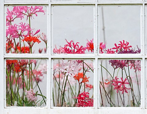 GUERNSEY_NERINE_FESTIVAL_NERINES_SEEN_THROUGH_THE_WINDOW_OF_THE_LOWER_GLASSHOUSE_CANDIE_GARDENS