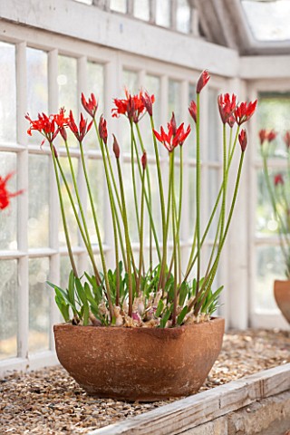 GUERNSEY_NERINE_FESTIVAL_RED__PINK_FLOWERS_OF_NERINE_SARNIENSIS__GUERNSEY_LILY__IN_TERRACOTTA_CONTAI