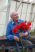 GUERNSEY NERINE FESTIVAL: COMMERCIAL NERINE GROWER ROGER BEAUSIRE CUTTING NERINE SARNIENSIS - GUERNSEY LILY - IN HIS GREENHOUSE. FLOWERS, CUTTING, WHEELBARROW
