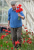 GUERNSEY NERINE FESTIVAL: COMMERCIAL NERINE GROWER ROGER BEAUSIRE CUTTING NERINE SARNIENSIS - GUERNSEY LILY - IN HIS GREENHOUSE. FLOWERS, CUT
