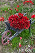GUERNSEY NERINE FESTIVAL: RED / PINK FLOWERS OF NERINE SARNIENSIS - GUERNSEY LILY - IN AN OLD GUERNSEY WHEELBARROW IN ROGER BEAUSIRE GREENHOUSE. CUT, FLOWER, CUTTING