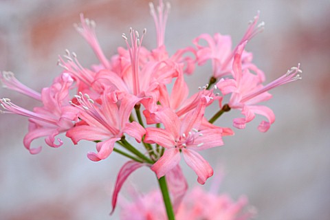 GUERNSEY_NERINE_FESTIVAL_CLOSE_UP_PLANT_PORTRAIT_OF_THE_PINK_FLOWERS_OF_NERINE_EARLY_SNOW_X_KH_WHITE