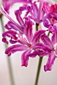 GUERNSEY NERINE FESTIVAL: CLOSE UP PLANT PORTRAIT OF THE PINK FLOWERS OF NERINE QUEST. BULB, FLOWERING, BULBOUS, GUERNSEY, LILY