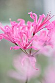 GUERNSEY NERINE FESTIVAL: CLOSE UP PLANT PORTRAIT OF THE PINK FLOWERS OF NERINE LADY FOLEY. BULB, FLOWERING, BULBOUS, GUERNSEY, LILY