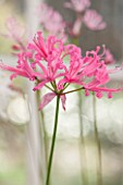 GUERNSEY NERINE FESTIVAL: CLOSE UP PLANT PORTRAIT OF THE PINK FLOWERS OF NERINE LADY FOLEY. BULB, FLOWERING, BULBOUS, GUERNSEY, LILY